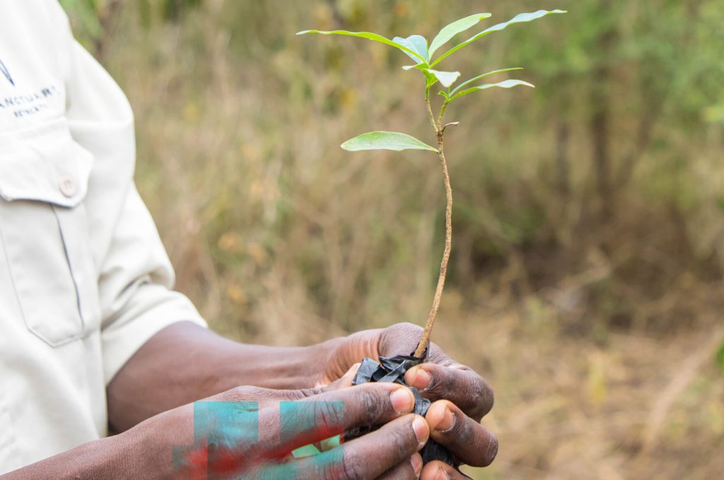 Growth concept. Young african man holding a seedling plant in his hands. Plant is very small and fragile looking. Shot shows care, and environmental conservation and the green movement.